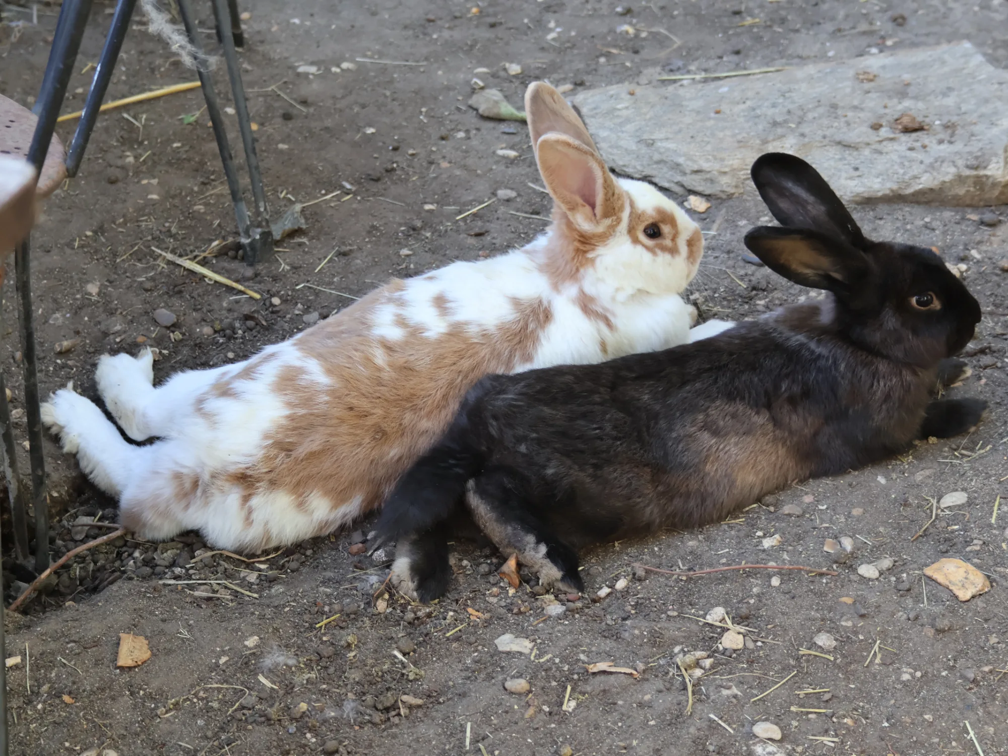 Photo de Cacahuète et Choco