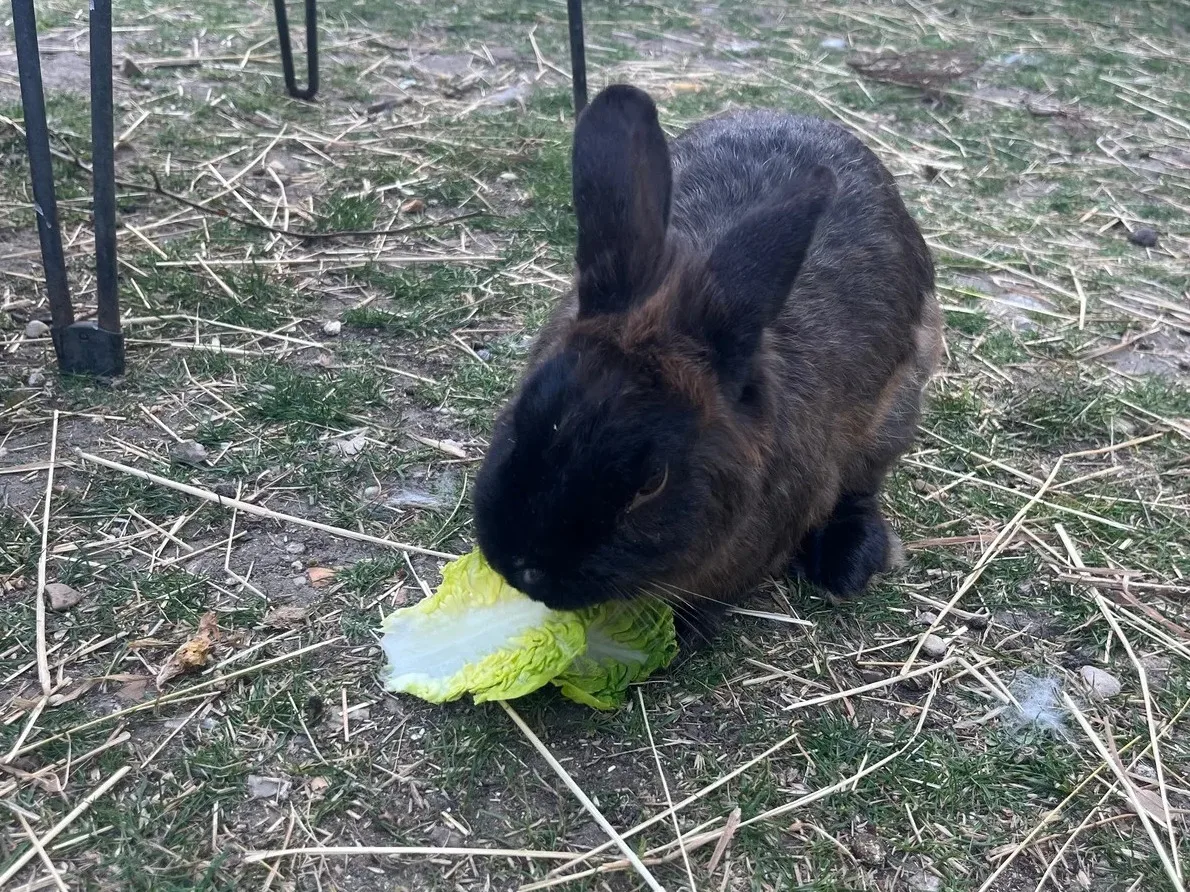 Cacahuète et Choco, photo 5