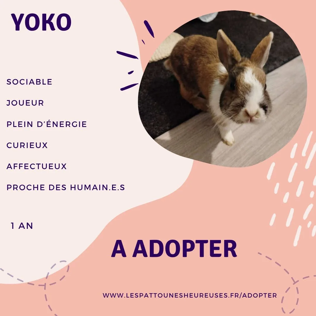 Photo de Yoko
