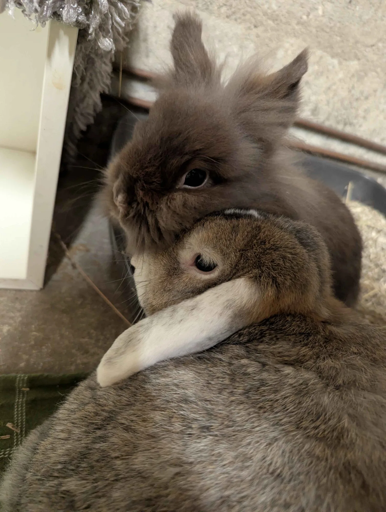 Oscar et Basylle, photo 3