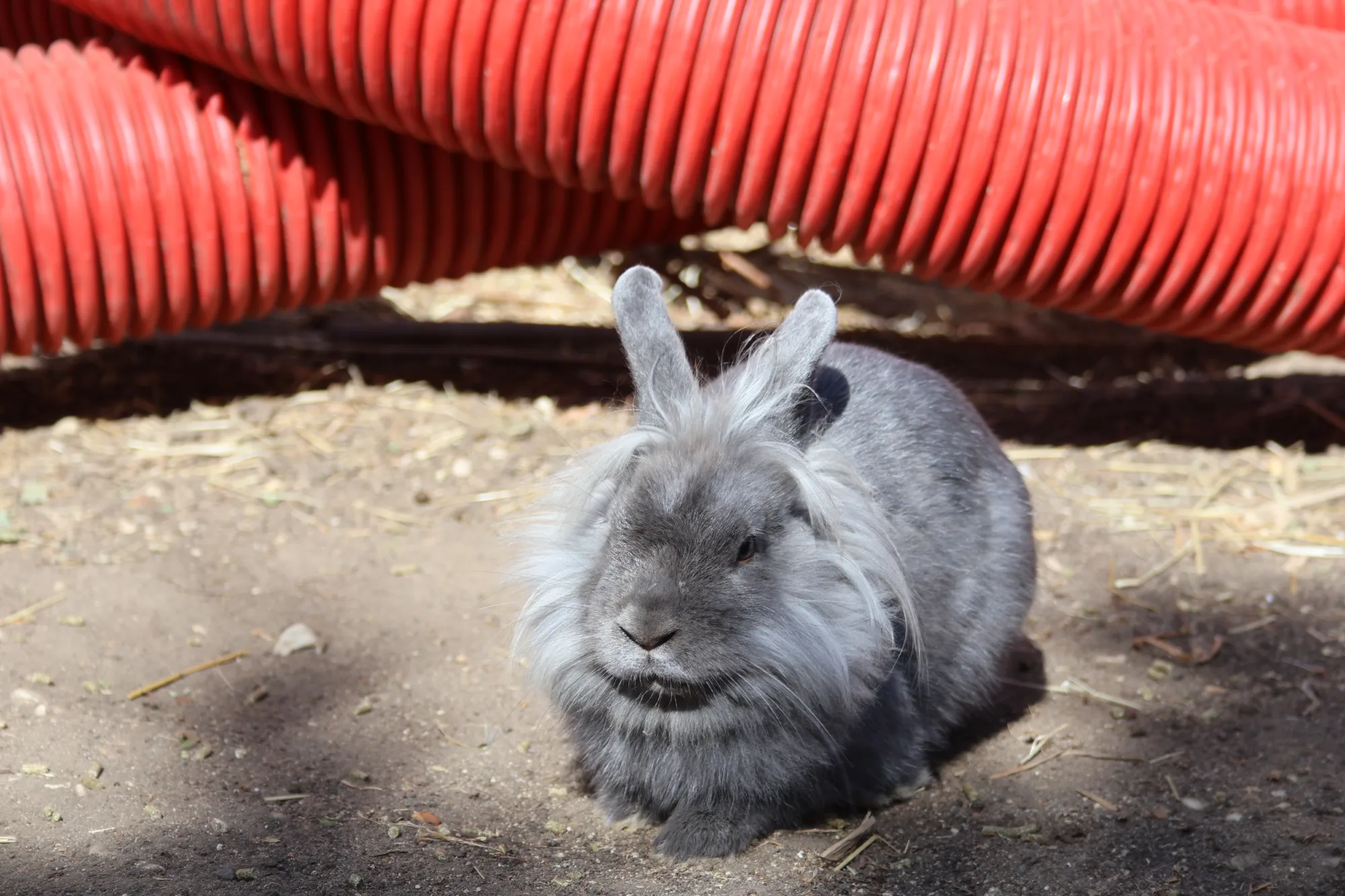 Photo de Tiny