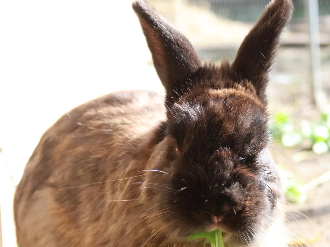 Photo de Choco