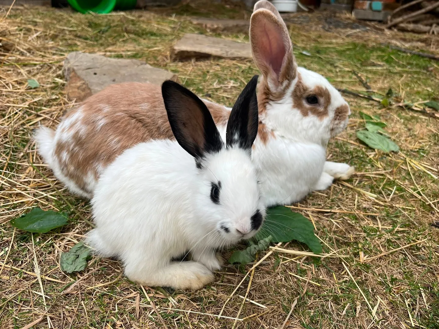 Cacahuète et Choco, photo 3