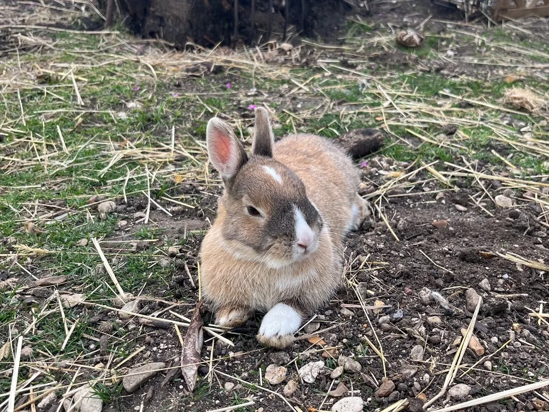 Photo de Noisette