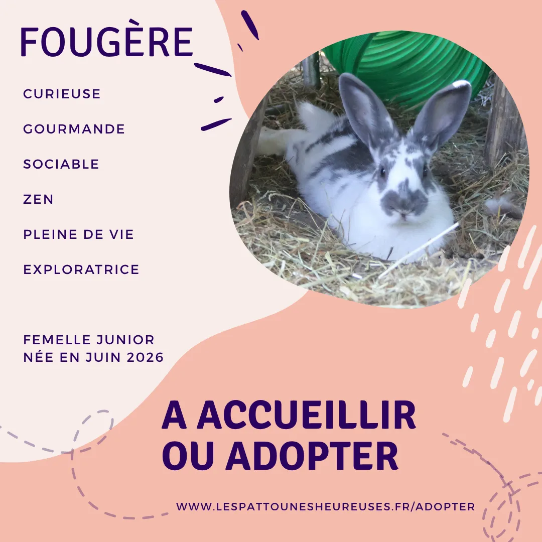 Photo de Fougere