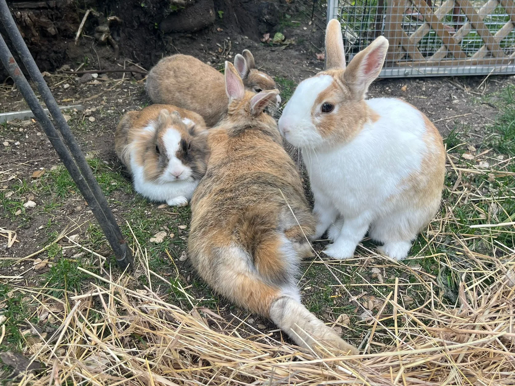 Photo de Compote, Fifi et Pinou
