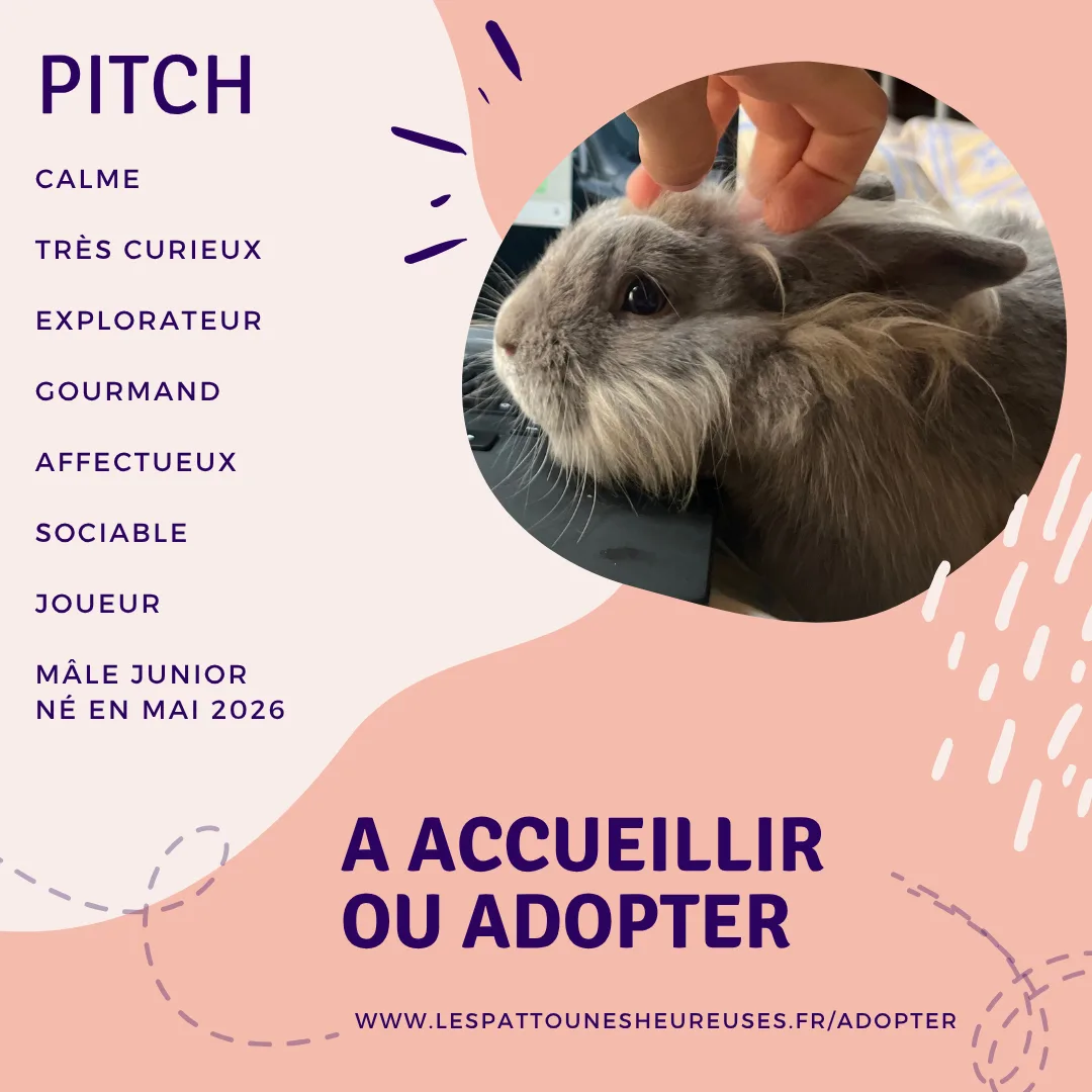 Photo de Pitch