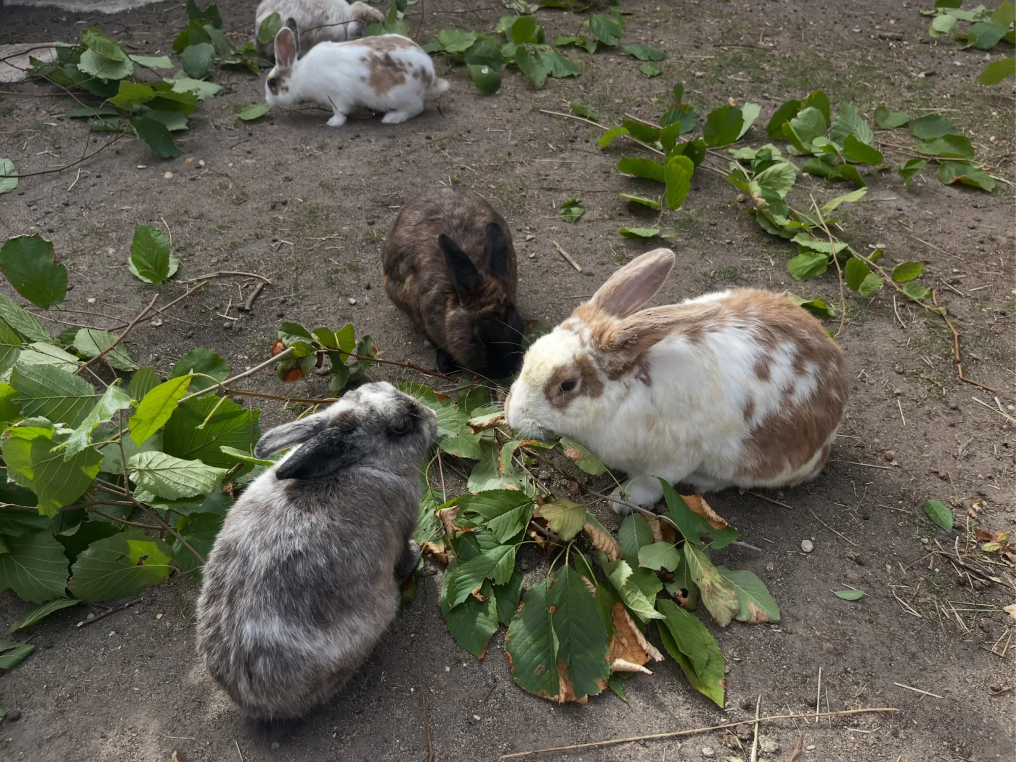 Cacahuète et Choco, photo 2