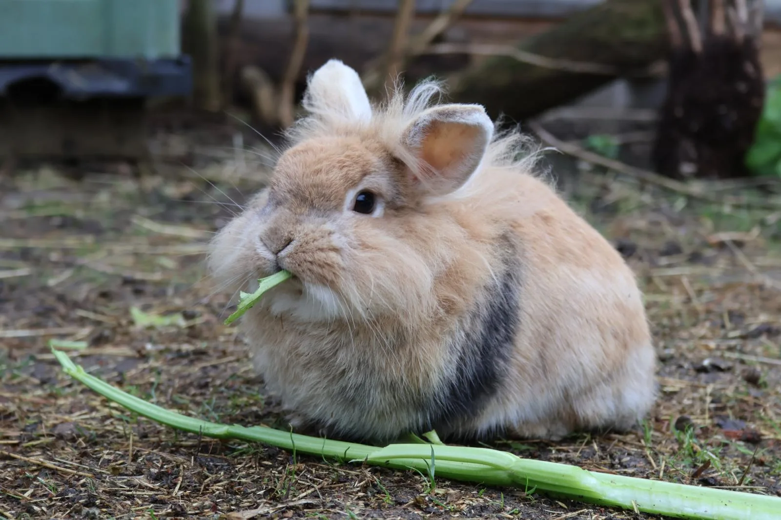 Un animal en famille d’accueil