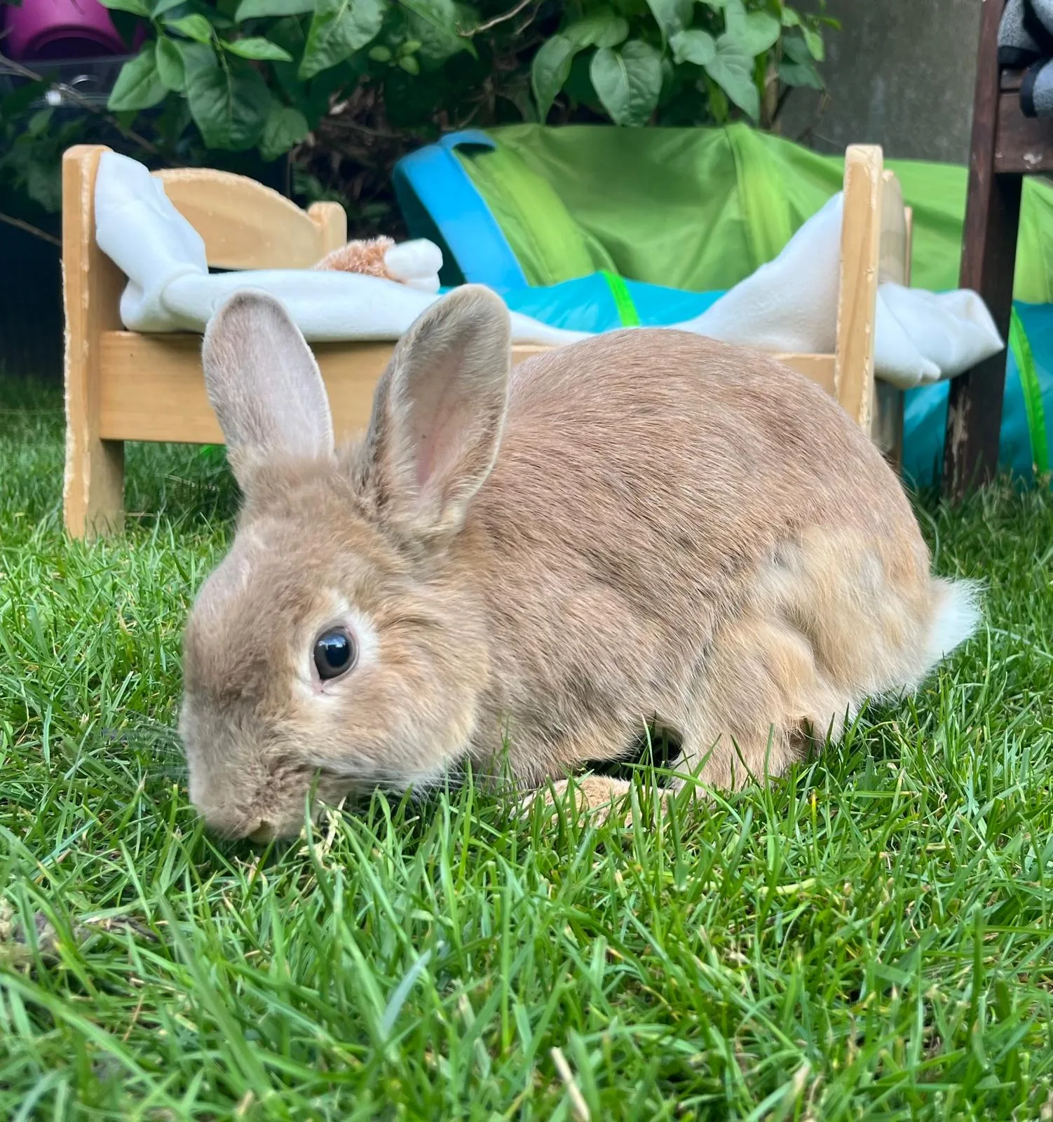 Photo de Oz, lapine, qui renifle l'herbe verbe