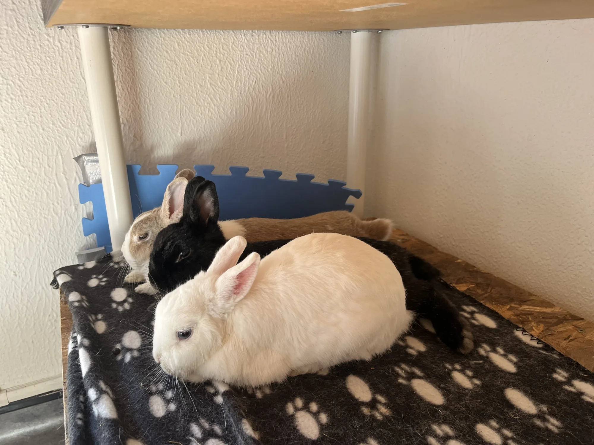 Dobi et Yapi 🐰 dans sa famille, photo 2 sur 3