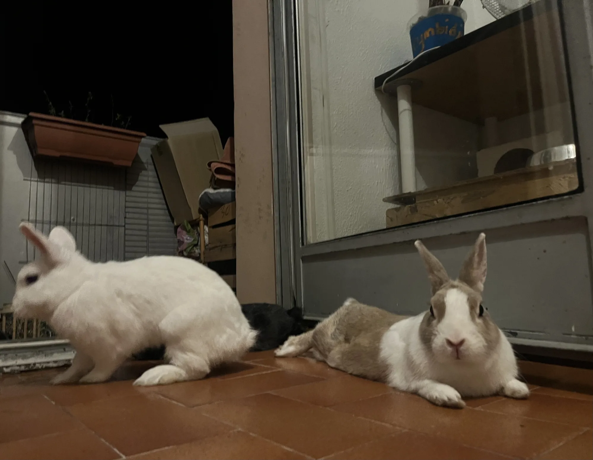 Dobi et Yapi 🐰 dans sa famille, photo 3 sur 3