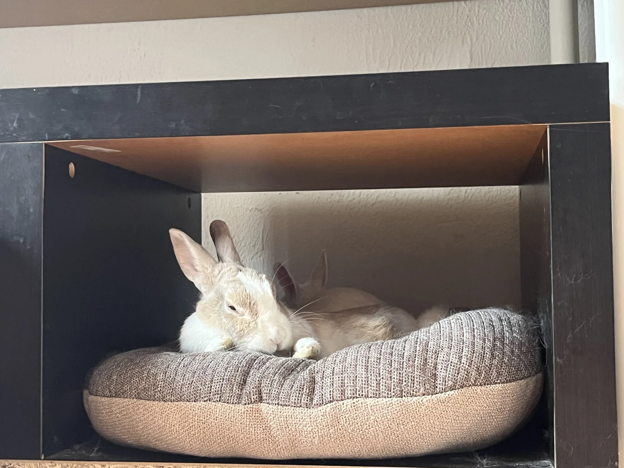 Dobi et Yapi 🐰 dans sa famille, photo 1 sur 3
